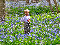 Bluebells carpet the floodplain